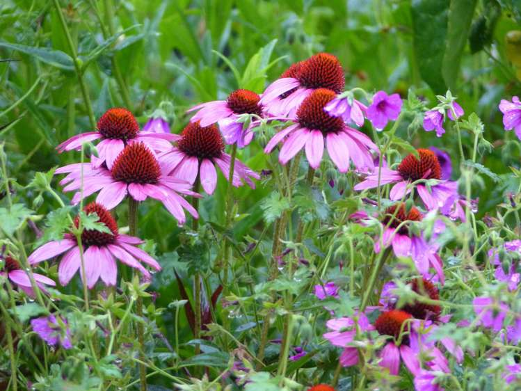 53 Kitewaho Road Swanson_69