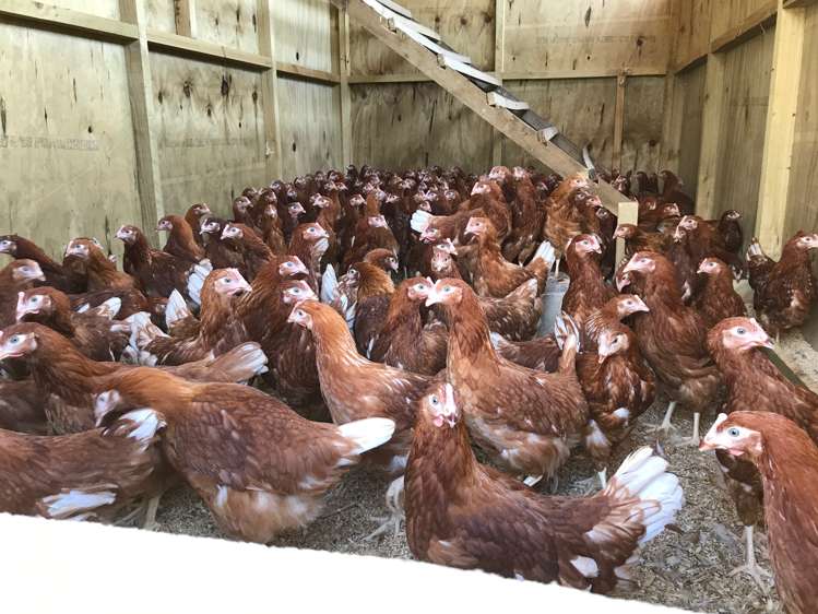 316 Somerville Road Tapapa_20