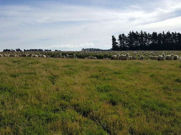 295 Wallaces Ford Road Hindon_12