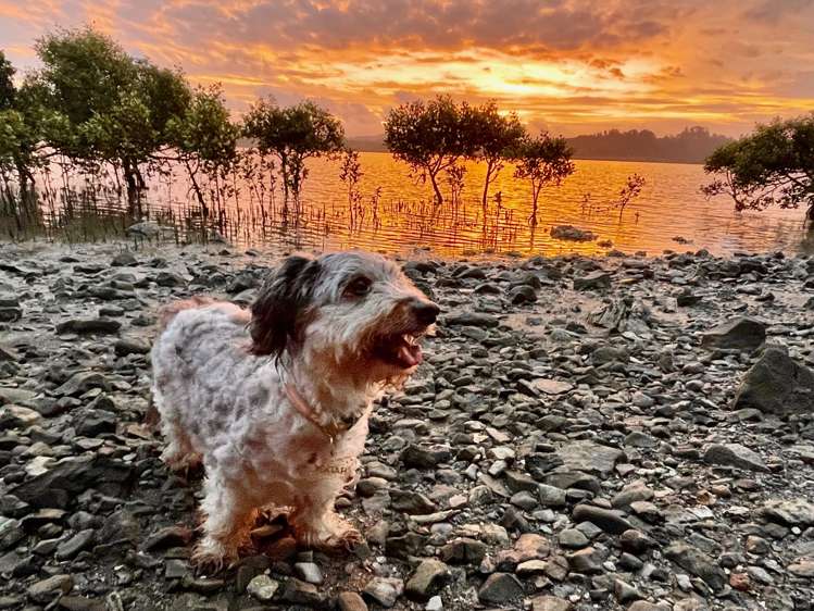 228 Petley Road Paparoa_14