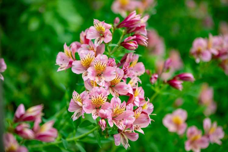 2 Heron Court Te Kowhai_28