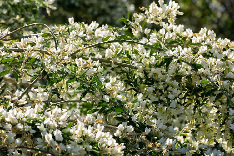 240 George Harvey Road Upper Moutere_41