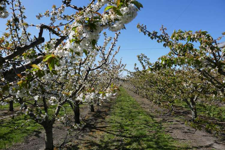 Mount Pisa Road Cromwell_6