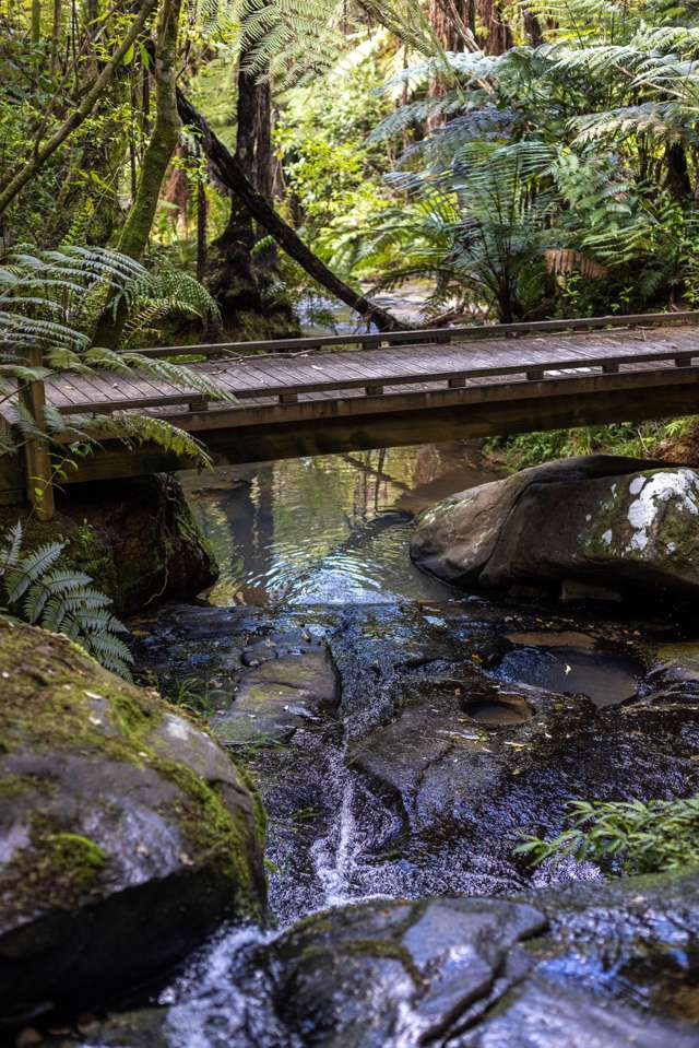 140C Rodney Road Leigh_3