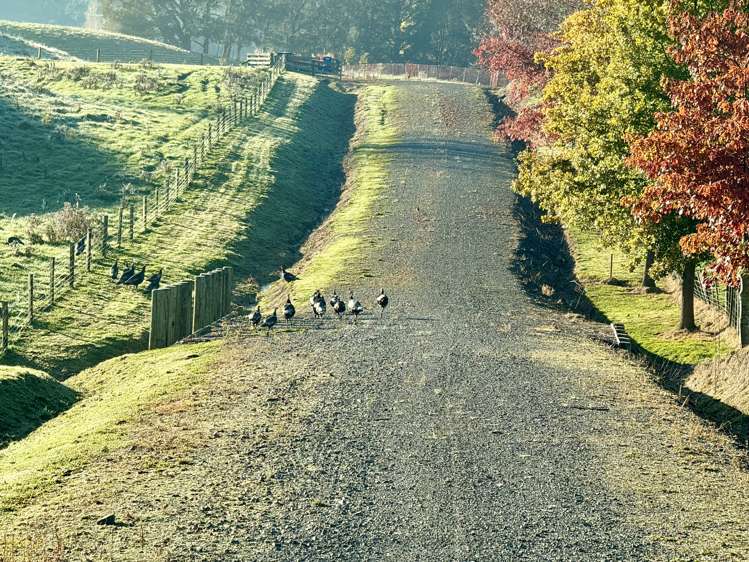 1667 / 2 Kahuranaki Road_5