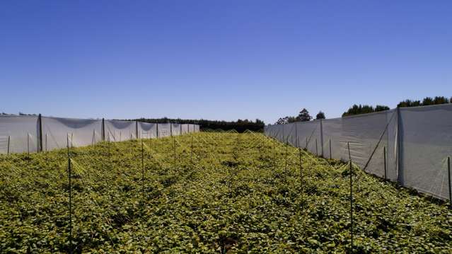 471b Old Coach Road Paengaroa_3