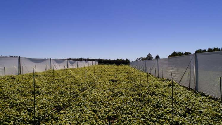 471b Old Coach Road Paengaroa_3