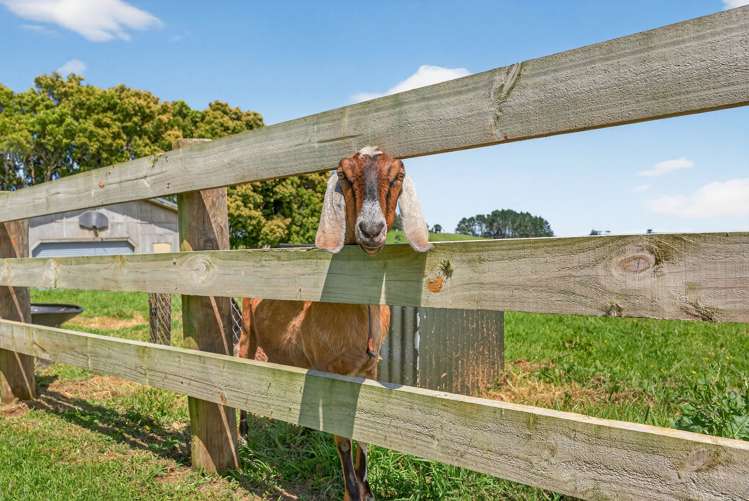 637C Kohanga Road Onewhero_38