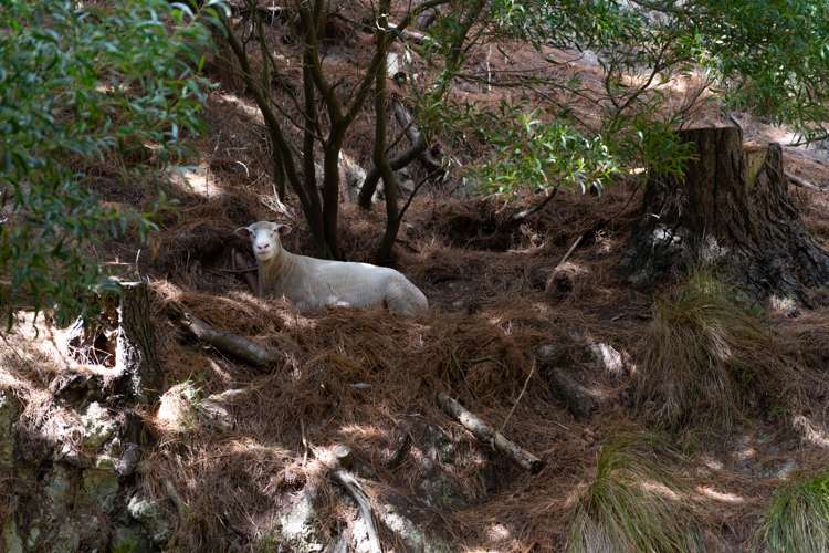 329 Takarau Gorge Road Ohariu_40
