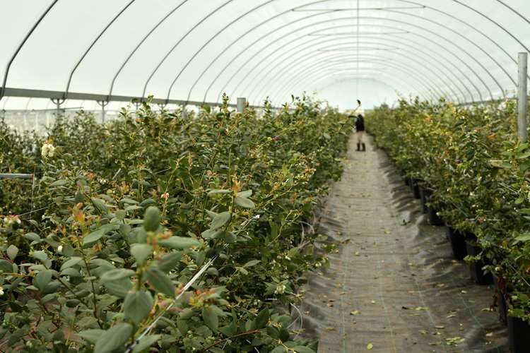 162 Pukeatua Road Maungatapere_9