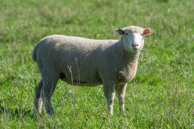 795 Omihi Road Waipara_16