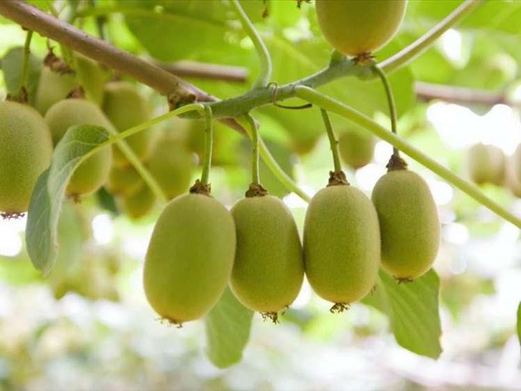 1399A No. 3 Road Te Puke_15