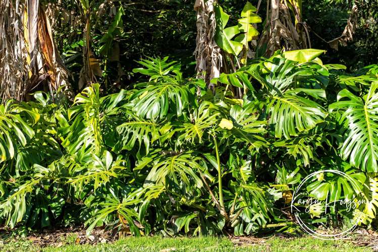 2395F State Highway 1 Kaiwaka_32