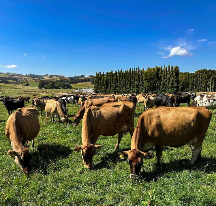 50 Mill Road Gore Surrounds_19