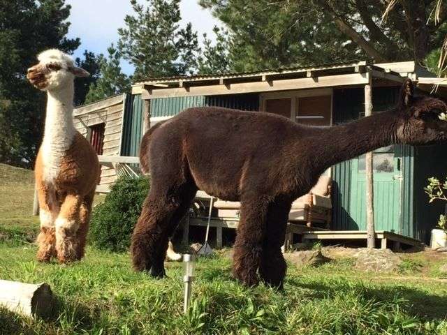 210 Huntsbury Avenue Cashmere_1