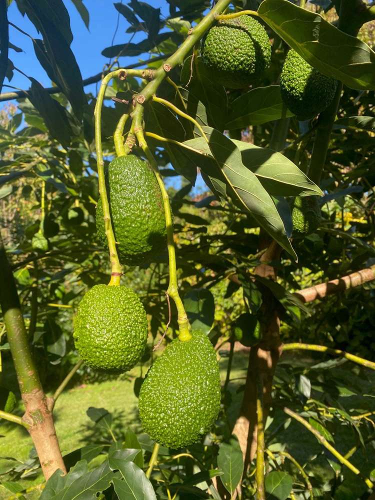 405d Kerikeri Road Kerikeri_16