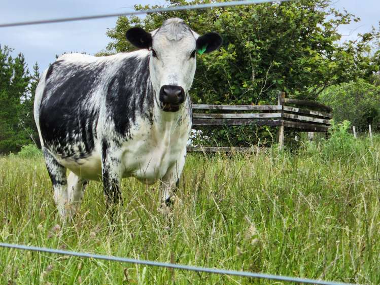 783 Mangorei Road Mangorei_5