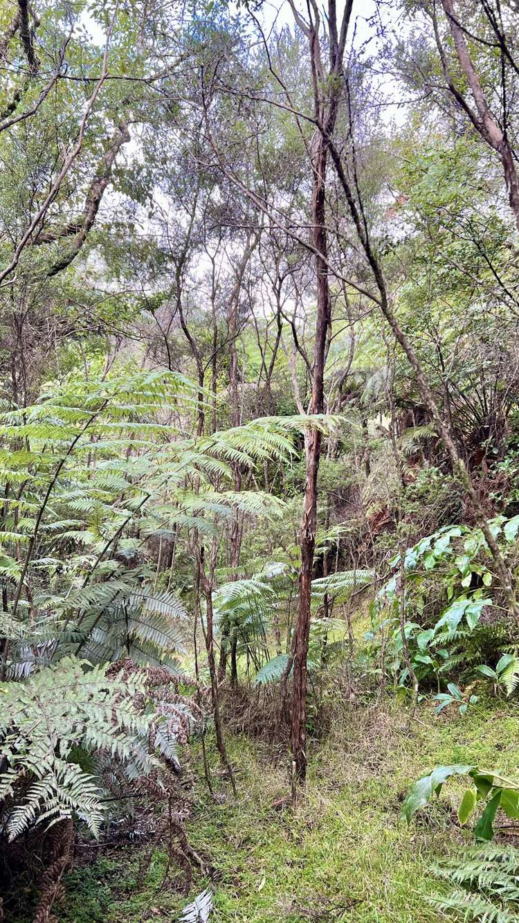 694 The 309 Road, Waiau Coromandel_10