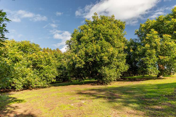 472 No 3 Road Te Puke_23