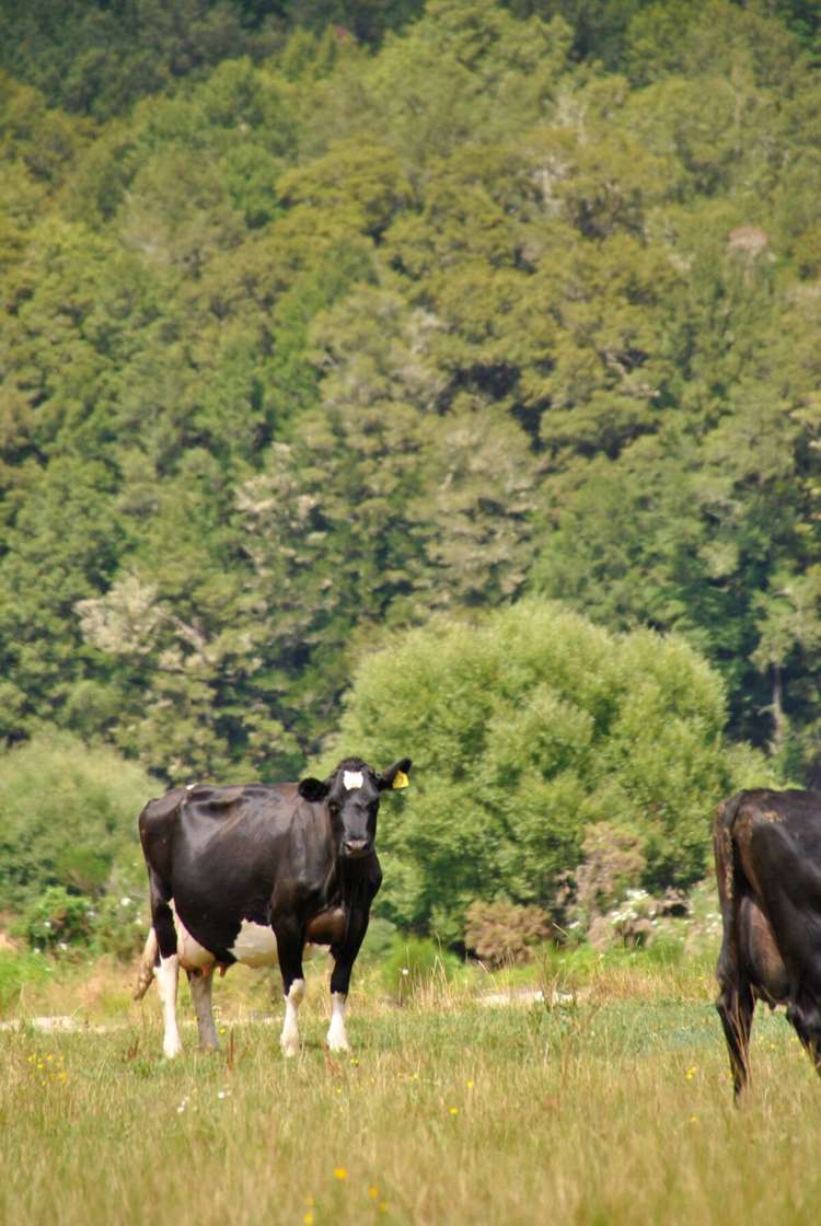 321 State Highway 69, Reefton Reefton Buller Rural Property For