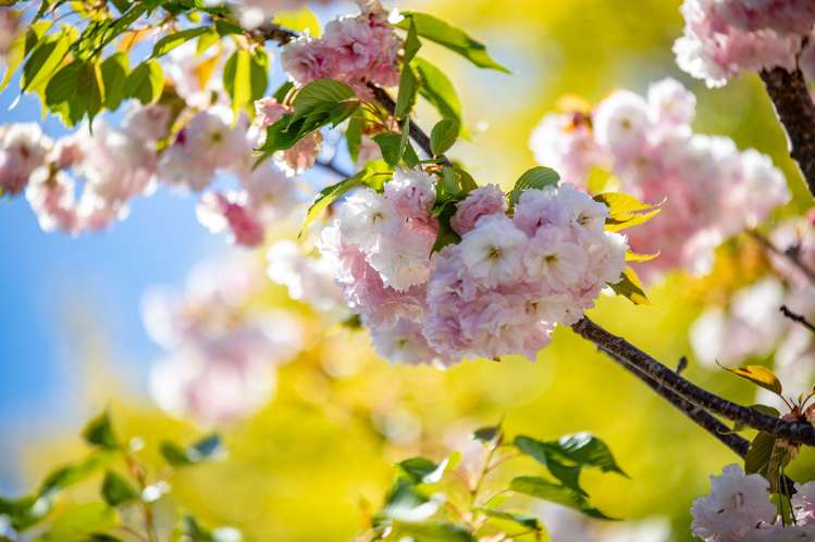 6 Gummer Place Morrinsville_28