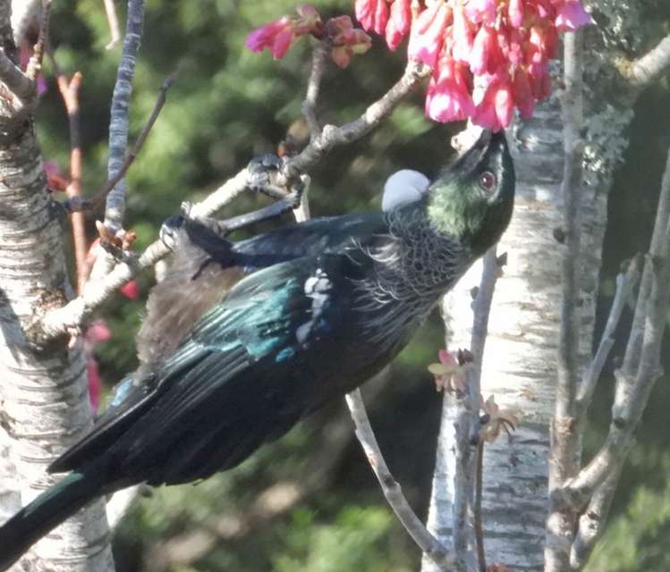 123 Rataroa Road Miranda_17