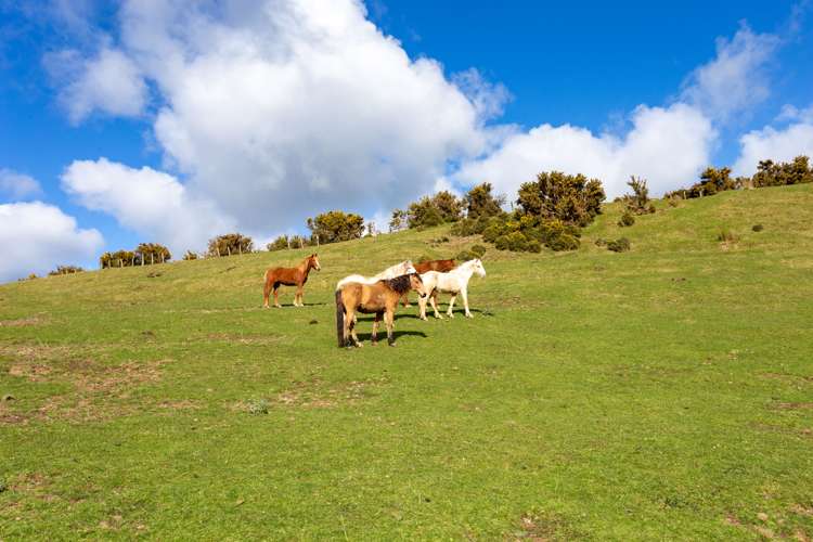 1304 Tokomaru East Road Brunswick_11