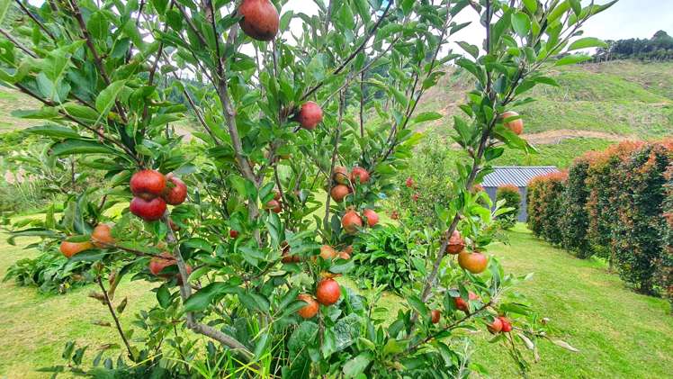 502 Wright Road Matakana_28