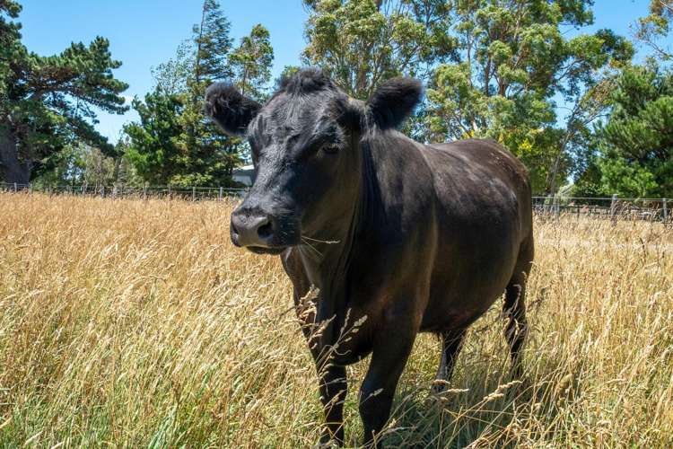 69 Longwood East Road South Featherston_27