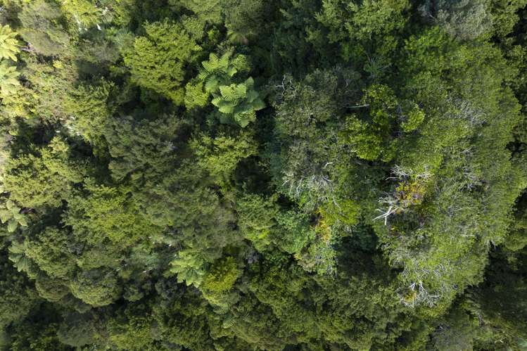 1238 Fern Flat Road Kaeo_21