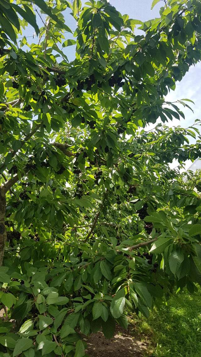 41 Mount Pisa Road Mount Pisa_2