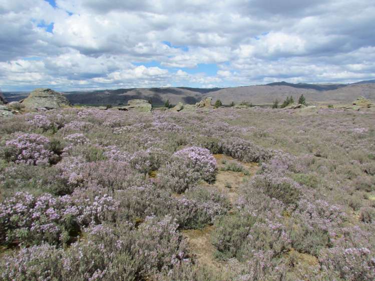 Tor Hill Road Conroys Gully_7