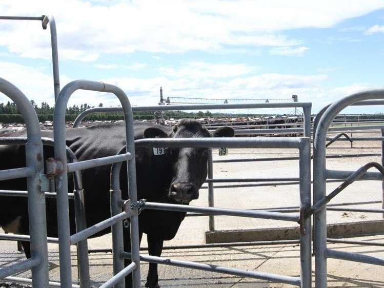 149 Mclennans Bush Road Methven_11