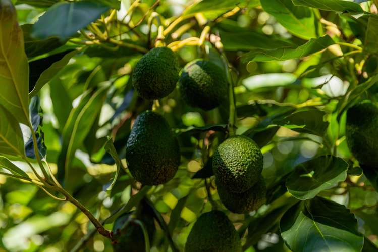 472 No 3 Road Te Puke_20