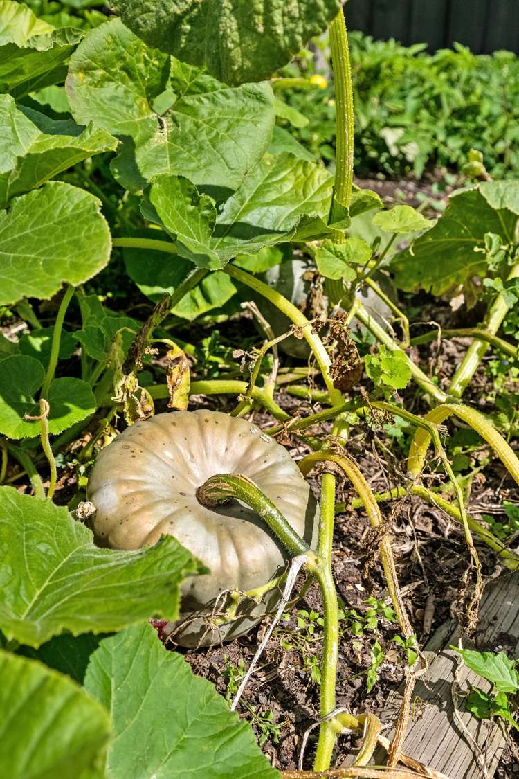 434 Halswell Road Halswell_20