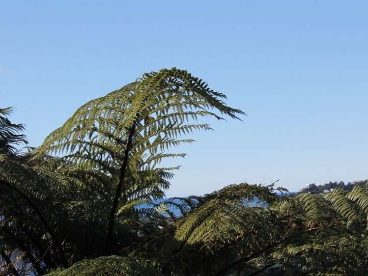 28 Hinemoa Terrace Tairua_23