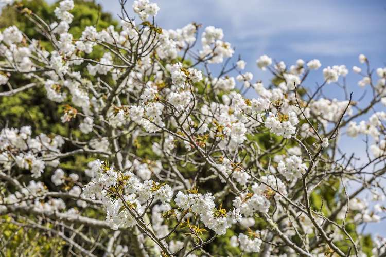 61A Kahu Road Paremata_14