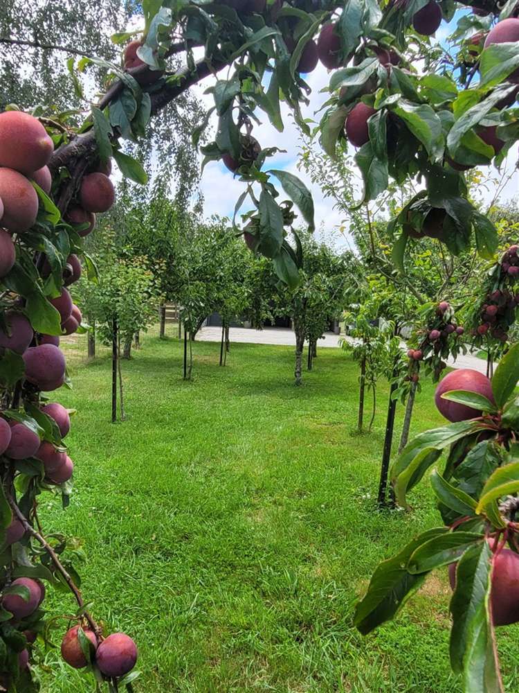 376 Neudorf Road Upper Moutere_22