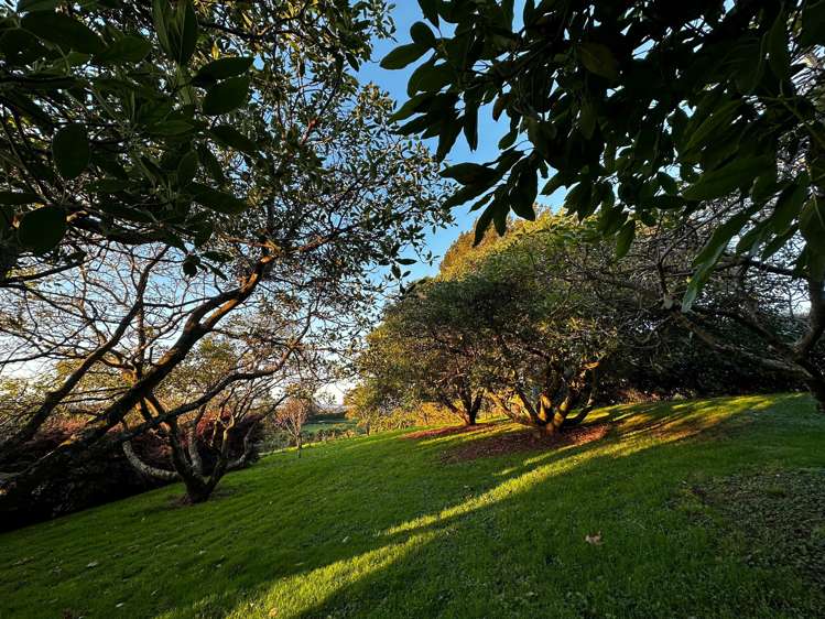 499 Wainui South Road Whakamarama_30