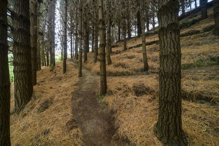 58 County Heights Drive Aokautere_25