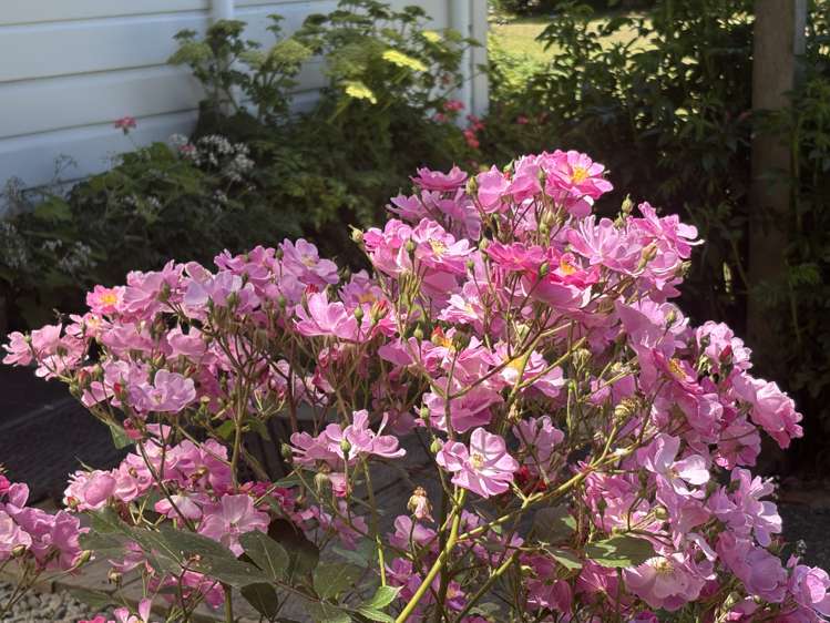 22 Walkers Road Longburn_16