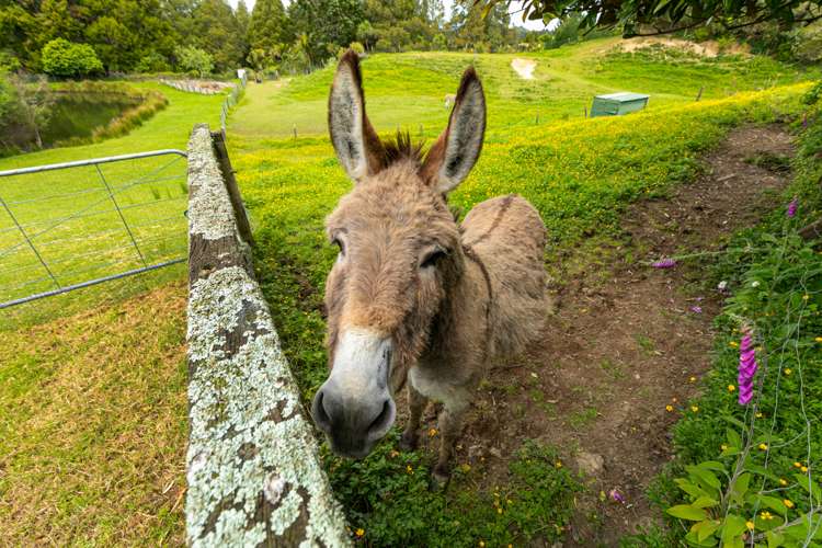 278a Forest Hill Road Waiatarua_33