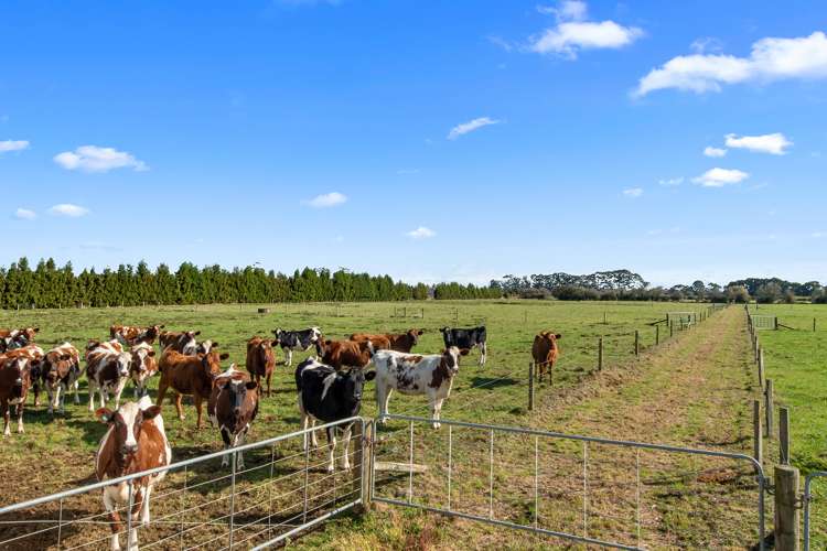 411 Marychurch Road Matangi_10