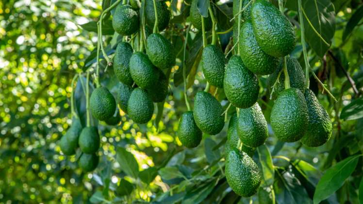 163 Te Puna Road Te Puna_16