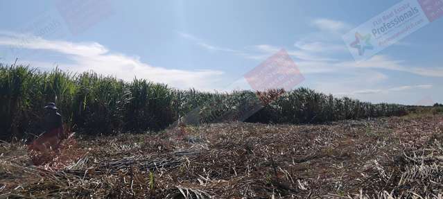 FOR SALE: Prime Agricultural Land with Development Potential –  Labasa