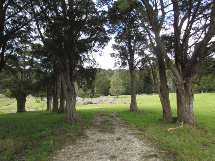 Tremain Road Ruatangata West_7