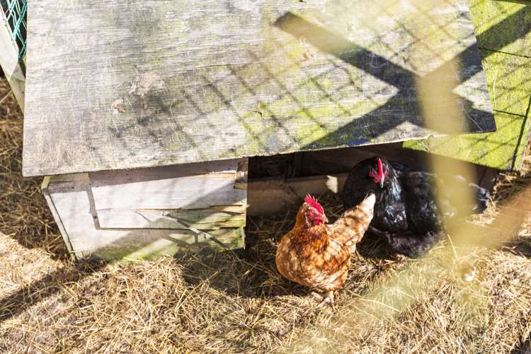 79 Mclarin Road Glenbrook_21