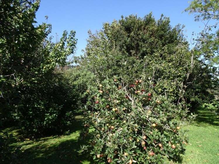 72 Puriri Valley Road Puriri_34