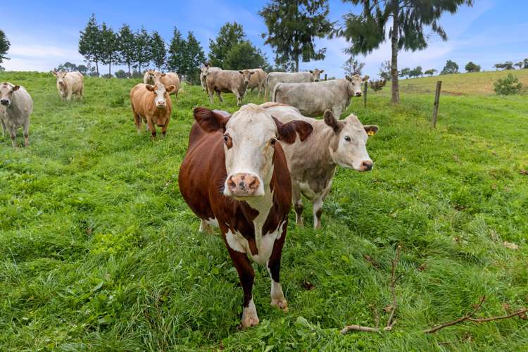 800 Tuhikaramea Road Ngahinapouri_5