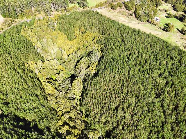 16 Hectare Lifestyle and Forestry Opportunity